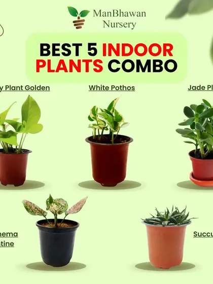 To make starting your plant journey easier, I've put together this super saver pack of our five best-selling indoor plants. It includes a Money Plant, White Pothos, Jade Plant, Aglaonema Valentine, and a Succulent Star, all perfect for beginners and at a price that’s easy on the wallet.