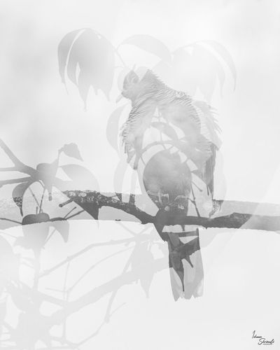 Digital Wildlife Art