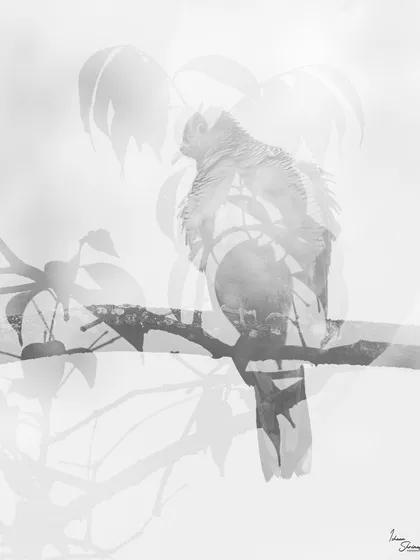 While waiting for another bird, I experimented with this Zebra Dove. This is an in-camera multiple exposure, layering silhouettes of the bird and surrounding leaves to create an abstract, high-key black and white composition.