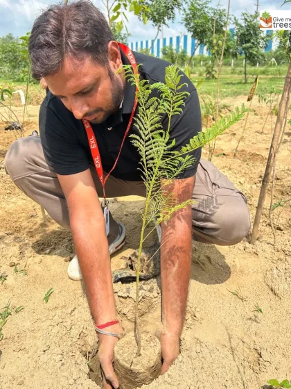 A volunteer carefully places a sapling into the ground. Each tree planted is a personal investment in the future of our planet.