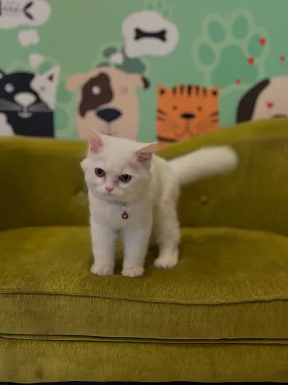 We are pawsitively in love with our feline clients too! This little white kitten, Nila, is looking extra fluffy and happy after her gentle grooming session in our calm and cat-friendly environment.
