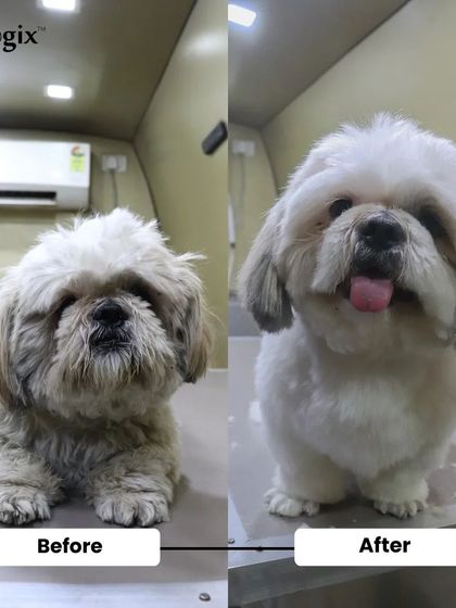 A complete transformation for this Shih Tzu, right inside our climate-controlled van. Notice the bright, clean fur and the perfect trim.
