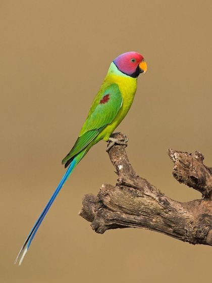 A portrait of a male Plum-headed Parakeet on a simple perch, allowing its incredible colors to be the star of the show.