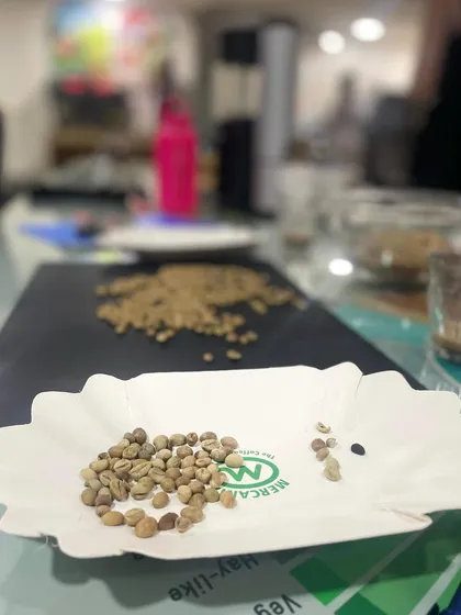 Green coffee beans being sorted in a paper tray. This is part of the "bean to brew" journey we teach, starting with understanding the raw material.