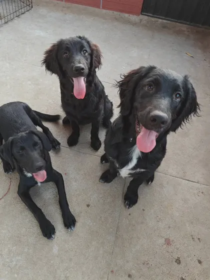 This trio of black beauties is all smiles. It's rewarding to see dogs form friendships and enjoy their time here as part of a happy, well-adjusted group.