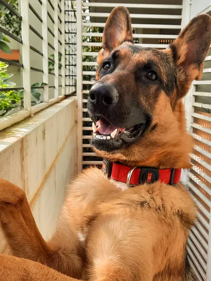 A collection of portraits of my handsome, goofy, and majestic German Shepherd, Theo. He is my constant inspiration and the heart of my work.