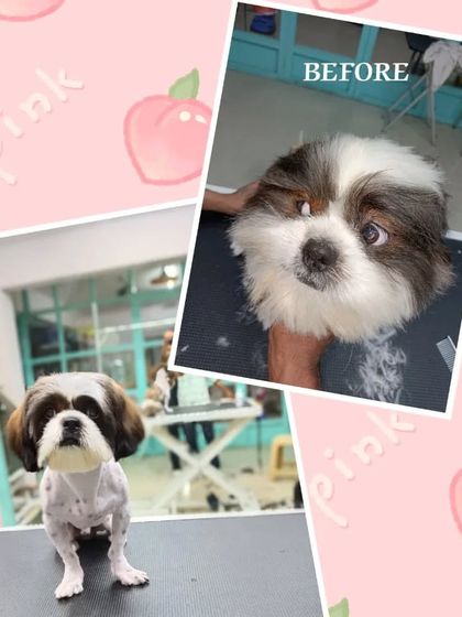 Wooflezpetcare - At-Home Pet Grooming Grooming Transformations: Before & After photo 5