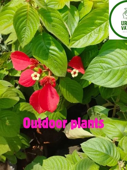 The Mussaenda plant, with its unique red 'bracts' that look like flower petals.