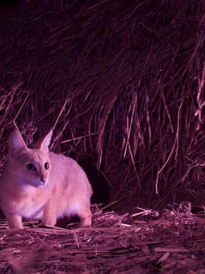 This image of a jungle cat kitten was captured with a modified DSLR camera trap using only infrared light to avoid disturbing the animal.