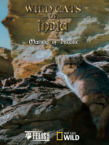 A promotional graphic for the "Wild Cats of India" film screening, part of our June events.