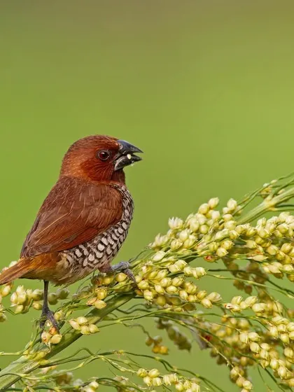 A Scaly-breasted Munia feeds on a stalk of grain, its beautifully patterned underside on full display.