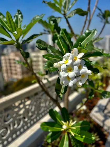 A beautiful cluster of white Frangipani blossoms on a rooftop garden we care for. We have extensive experience in rooftop garden care, selecting plants that thrive in containers and urban conditions while providing breathtaking views.