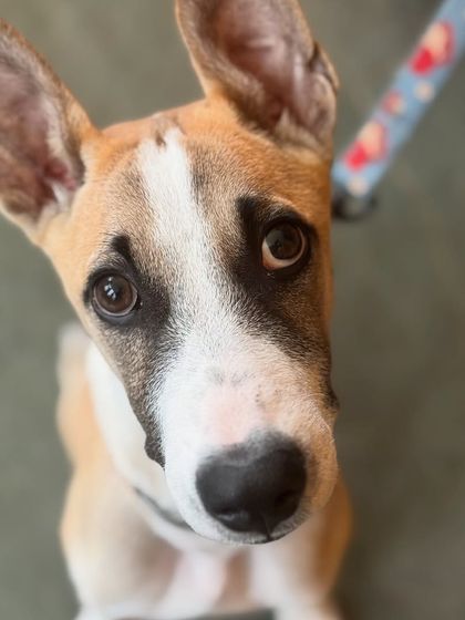 Those puppy dog eyes. This little Indie mix knows exactly how to get extra cuddles.