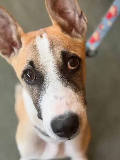 Those puppy dog eyes. This little Indie mix knows exactly how to get extra cuddles.