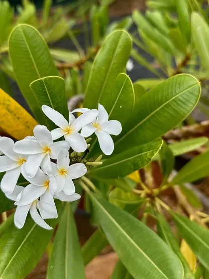 The delicate white flowers of the Plumeria pudica, or Bridal Bouquet. Unlike other frangipanis, this variety is evergreen and flowers year-round.