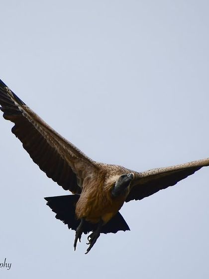 Avian Wonders: A World of Wings photo 6