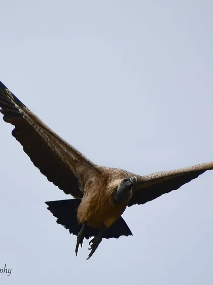 An Indian Vulture in full flight. Capturing these magnificent birds soaring against the sky showcases their grace and power, defying their reputation as mere scavengers. They are crucial for a healthy ecosystem.