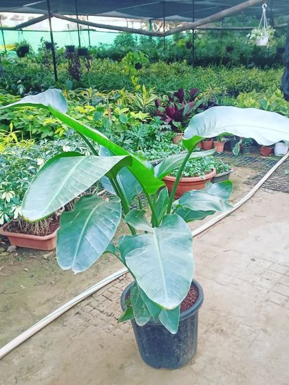 The Bird of Paradise plant (Strelitzia nicolai) has large, banana-like leaves that give any room a lush, tropical jungle feel. It loves a bright spot.