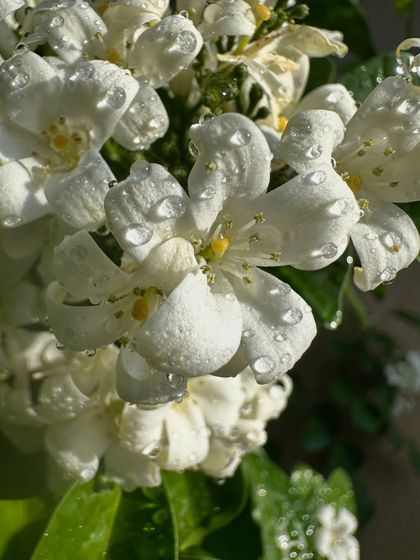 A close-up of water droplets on Jasmine petals. This plant loves sunshine, so it's a great choice for a sunny balcony or window.