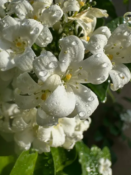 A macro shot showing the fine details and water droplets on a white Jasmine flower. I can help you select flowering plants that bring this level of beauty to your space.