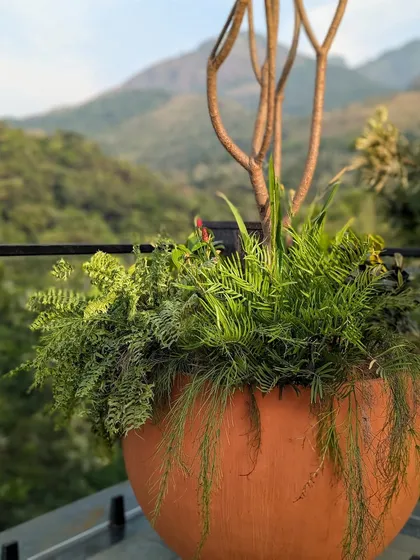 Terracotta and green, a story as old as time. This beautiful pot with overflowing ferns, set against the backdrop of the hills, captures the essence of our country's vast and varied landscape.