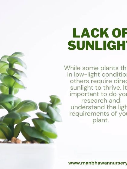 While some plants tolerate low light, most succulents require plenty of sunlight to thrive. Understanding the specific light requirements of your plant is key to its health.