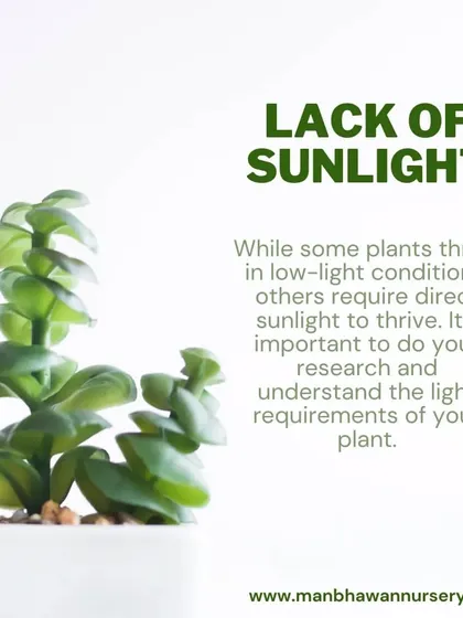 One of the biggest secrets to succulent success is providing enough sunlight. While some plants thrive in low light, most succulents need bright, direct sunlight to thrive and show their best colors.