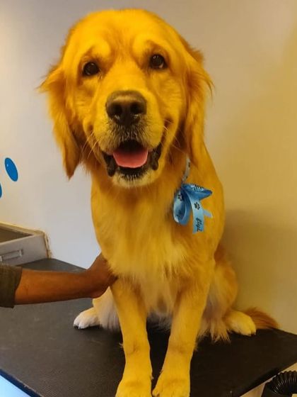 A handsome Golden Retriever looking dapper with a blue bow. We make sure every pet leaves not just clean, but also feeling special.