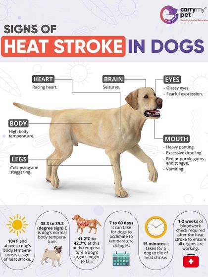 CarryMyPet - Pet Travel & Parenting Consultation Pet Parenting & Wellness photo 36