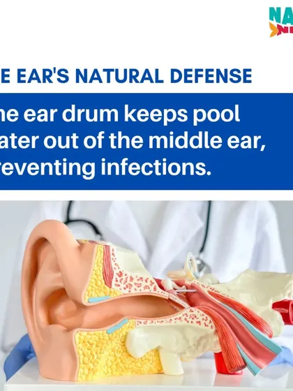 This diagram shows the ear's natural defense. The eardrum keeps pool water out of the middle ear, preventing infections. Understanding this helps parents feel more at ease about letting their children enjoy the water fully.