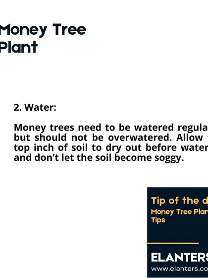 Money Tree Care Part 3: Water. Water regularly but do not overwater. A good rule is to let the top inch of soil dry out before watering again.