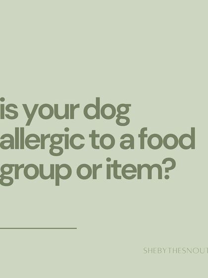 Aditi - In-Home Pet Sitting My Approach to Pet Sitting photo 13