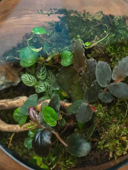 A top-down view of a cylindrical terrarium, revealing the variety of plants with different colors and textures.