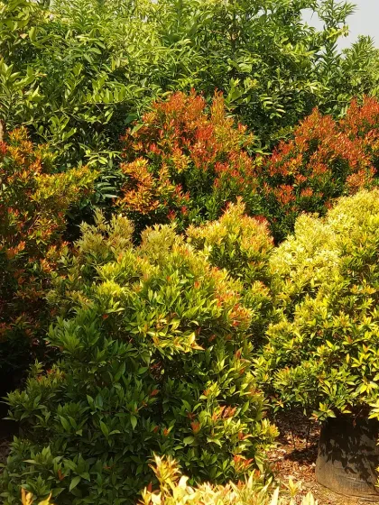 A variety of colorful shrubs at the nursery, showing the different foliage colors available for creating interesting planting combinations.