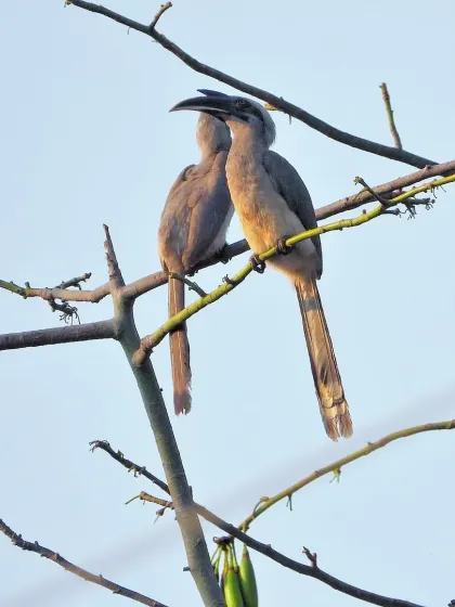 A beautiful collection of our feathered friends, from a shy robin to a majestic hornbill and a colorful parakeet. Can you recognize any of them?