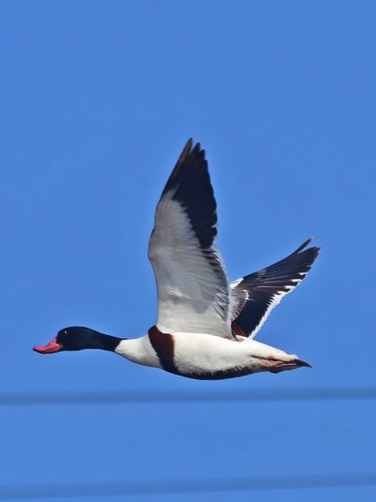 Another shot of the Common Shelduck in flight, this time with power lines in the background, a reminder of the urban interface with wildlife habitats.