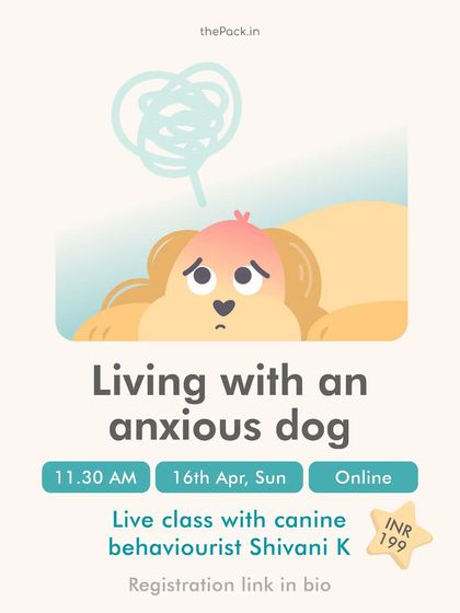 Living with an anxious dog can be challenging. This live class focuses on identifying what causes anxiety in dogs and provides practical strategies to mitigate its effects and improve their well-being.
