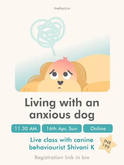Living with an anxious dog can be challenging. This live class focuses on identifying what causes anxiety in dogs and provides practical strategies to mitigate its effects and improve their well-being.