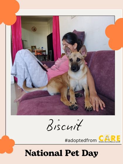 Charlie's Animal Rescue Centre - Animal Rescue & Adoption Happy Tails: Our Adoption Stories photo 27