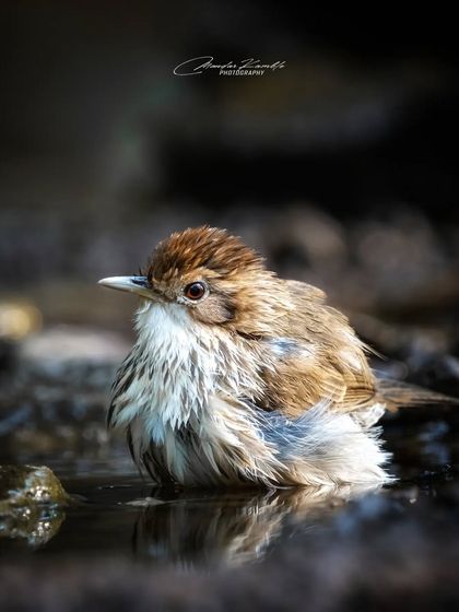 Birds in Action photo 6