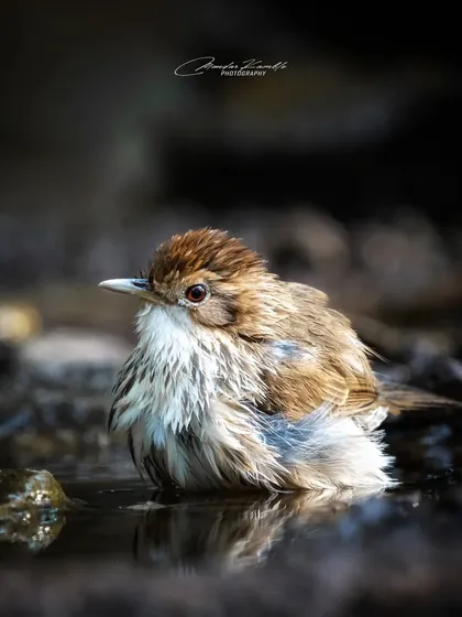 A Puff-throated Babbler enjoying a bath. The water droplets and ruffled feathers convey a sense of refreshment and offer a different kind of action shot.