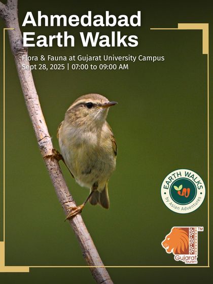 Urban Bird Watching photo 7