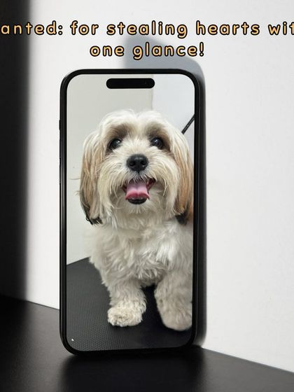 Oh My Dawg - Pet Grooming Services Grooming Glow-Ups: Before & After photo 9