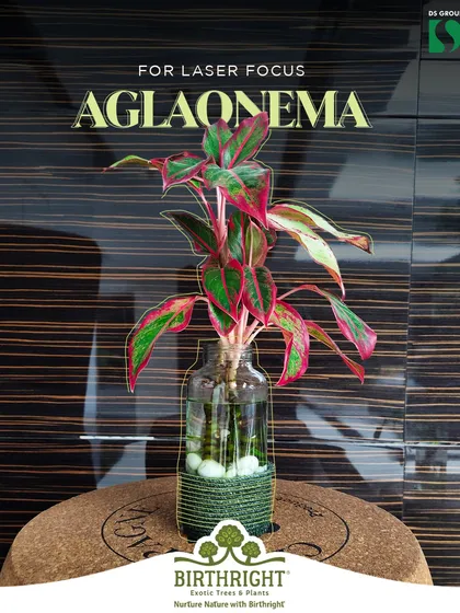 For laser focus during work, I recommend the Aglaonema. Its striking foliage is visually engaging, helping to reduce screen fatigue and improve concentration.