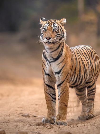Noorie stands tall, alert and aware of her surroundings. This image captures her regal posture and the beauty of her lineage.