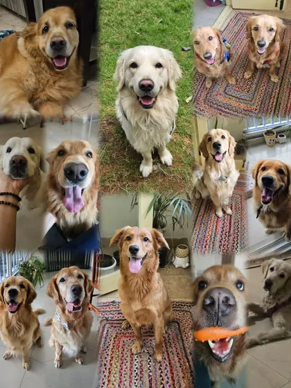 I have had the pleasure of hosting so many wonderful Golden Retrievers over the years. This collage is a celebration of all the happy, furry faces that have made my home their temporary own.