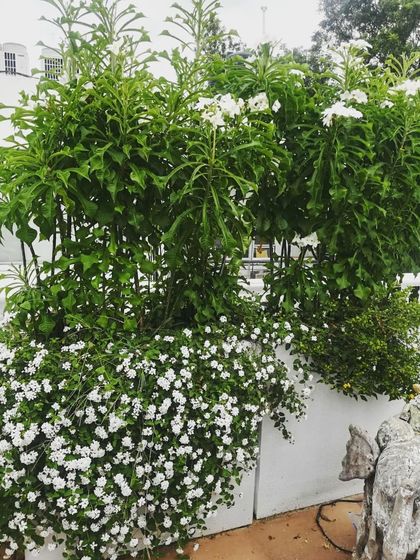 Natura - Rooftop, Terrace & Balcony Gardens Residential Terrace Gardens photo 7