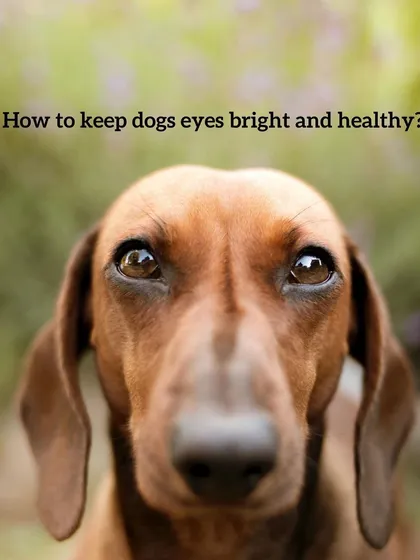 Keeping your dog's eyes clear is a key part of our health-focused grooming. This includes carefully trimming hair around the eyes to prevent irritation and ensure they can see clearly. We focus on practical, hygienic trims that prioritize your dog's well-being.