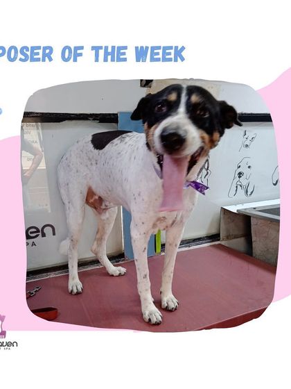 This happy mixed-breed dog is all smiles after his grooming. We provide tailored care for every dog, regardless of breed, ensuring they leave happy and clean.