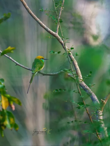 A Green Bee-eater perched on a branch, with a soft, painterly background.